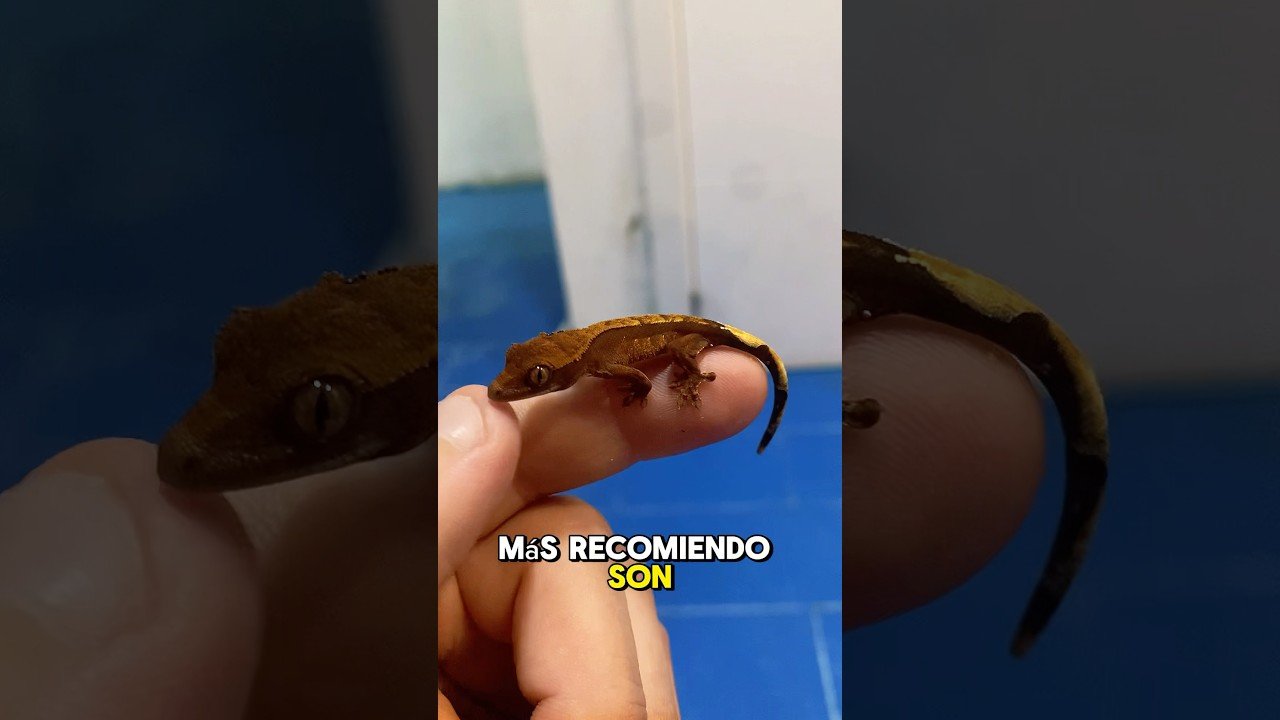 Alimentos prohibidos para reptiles mascota según su etapa de vida