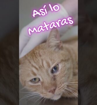 Alimentos prohibidos para reptiles mascota sin errores