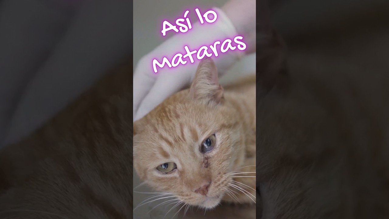 Alimentos prohibidos para reptiles mascota sin errores