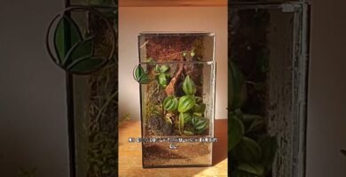 Cómo decorar la casa de un reptil sin riesgos con bajo presupuesto