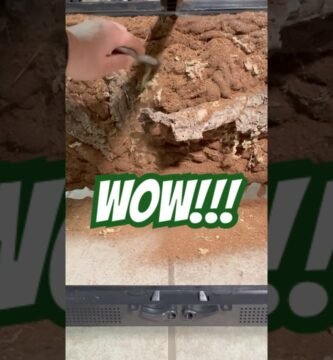 Cómo decorar la casa de un reptil sin riesgos con buena ventilación