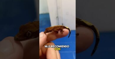 Cómo decorar la casa de un reptil sin riesgos para principiantes
