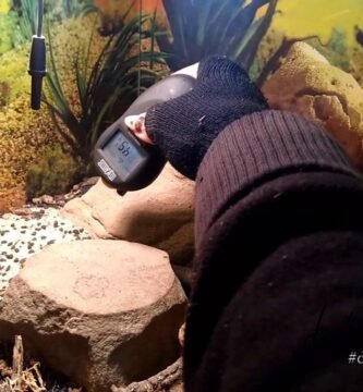 Consejos para mantener la temperatura ideal del terrario con bajo presupuesto