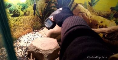Consejos para mantener la temperatura ideal del terrario con bajo presupuesto