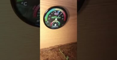 Consejos para mantener la temperatura ideal del terrario en espacios reducidos