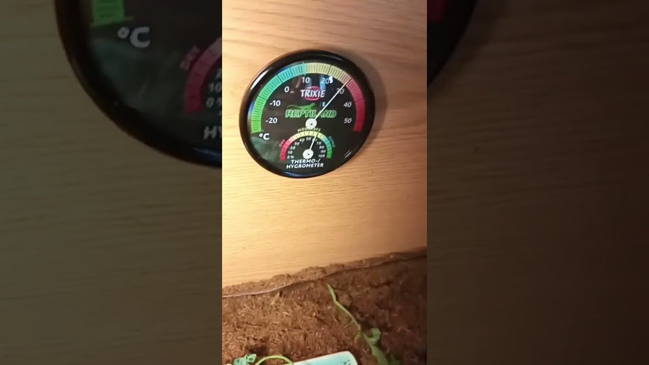 Consejos para mantener la temperatura ideal del terrario en espacios reducidos