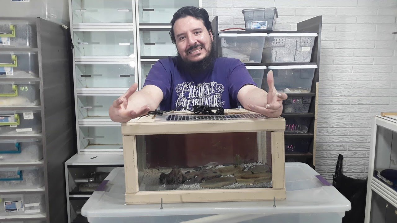 Consejos para mantener la temperatura ideal del terrario para dueños primerizos
