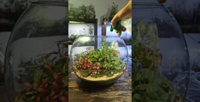 Consejos para mantener la temperatura ideal del terrario paso a paso