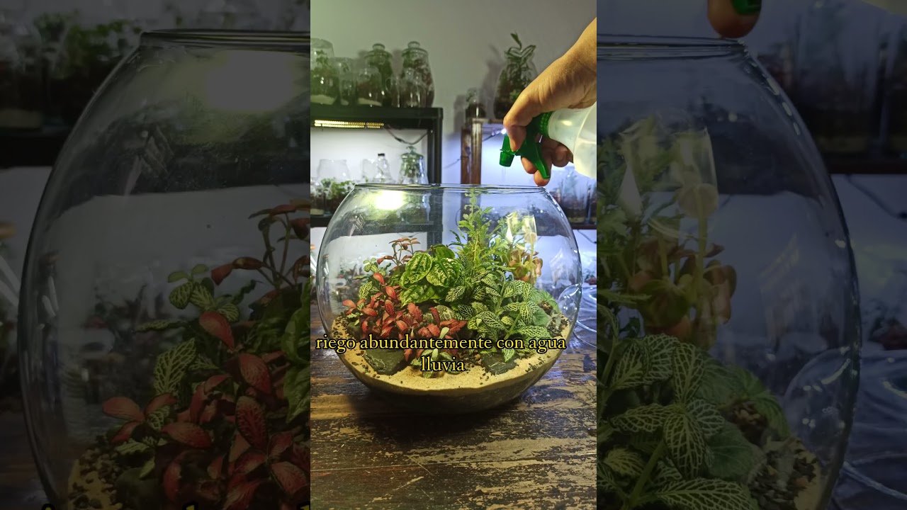 Consejos para mantener la temperatura ideal del terrario paso a paso