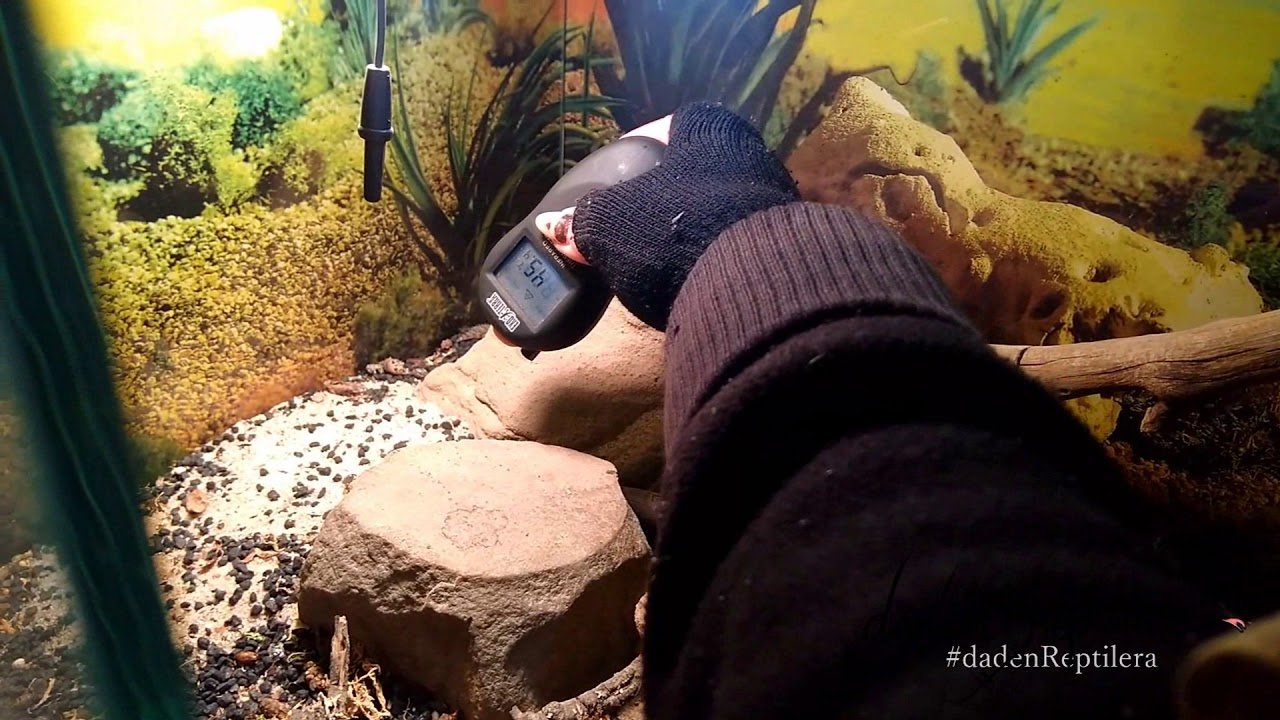 Consejos para mantener la temperatura ideal del terrario según su especie