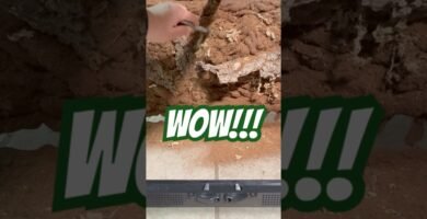 Decoraciones seguras para el hogar de tu reptil según expertos