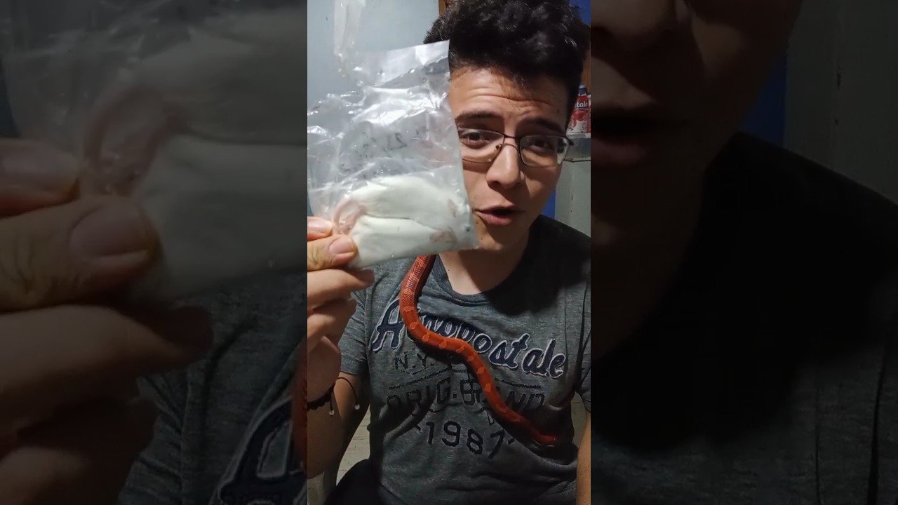 Frecuencia ideal de alimentación en reptiles domésticos con bajo presupuesto