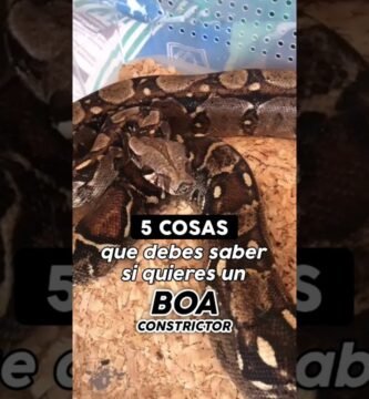 Frecuencia ideal de alimentación en reptiles domésticos en clima tropical