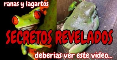 Frecuencia ideal de alimentación en reptiles domésticos en zonas urbanas