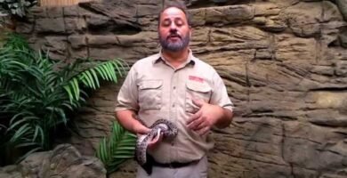 Frecuencia ideal de alimentación en reptiles domésticos para reptiles de gran tamaño