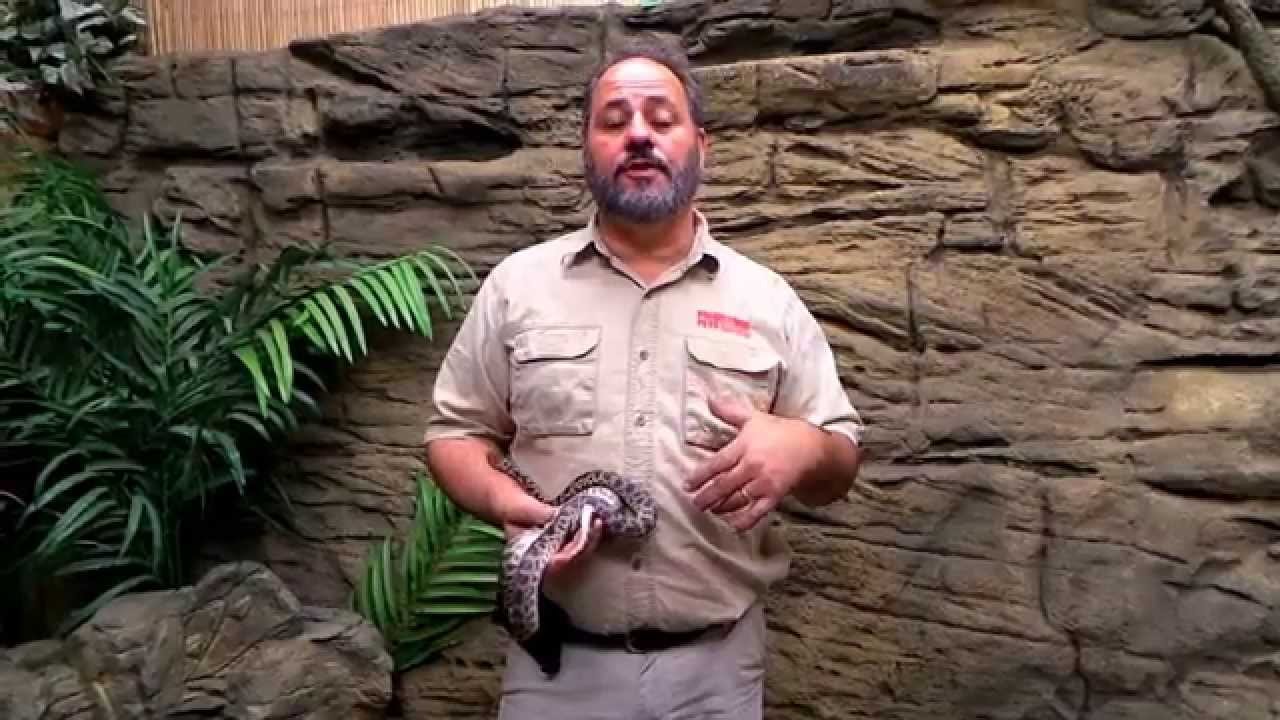 Frecuencia ideal de alimentación en reptiles domésticos para reptiles de gran tamaño
