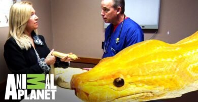 La importancia del comportamiento de caza en reptiles domésticos explicado por veterinarios