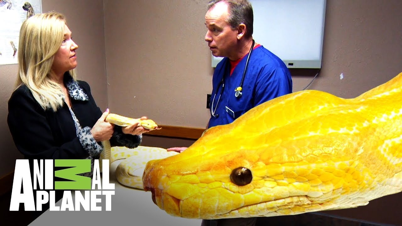 La importancia del comportamiento de caza en reptiles domésticos explicado por veterinarios