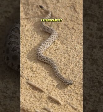 Por qué algunos reptiles trepan constantemente durante la noche