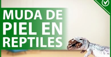 Por qué algunos reptiles trepan constantemente en época de muda