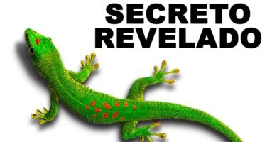 Por qué algunos reptiles trepan constantemente en espacios pequeños