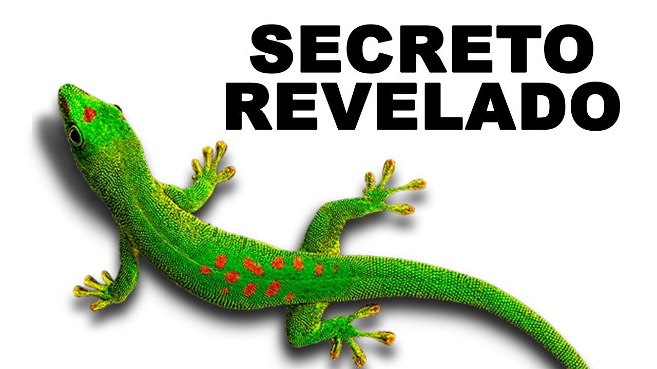 Por qué algunos reptiles trepan constantemente en espacios pequeños