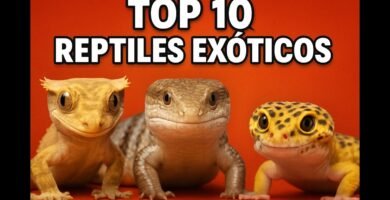 Por qué algunos reptiles trepan constantemente para dueños primerizos