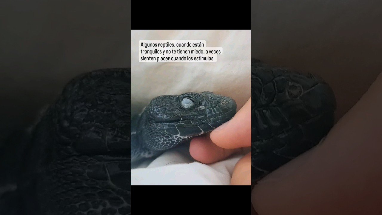 Por qué algunos reptiles trepan constantemente y cómo solucionarlo