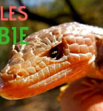 Por qué algunos reptiles trepan constantemente y su adaptación