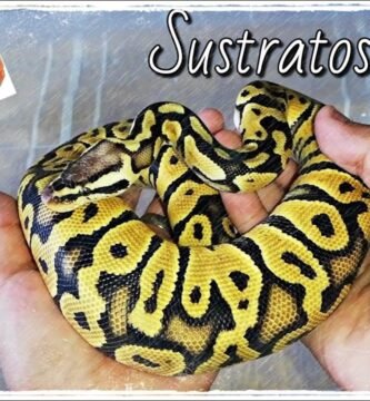 Qué tipo de sustrato es mejor para casas de reptiles con estilo natural