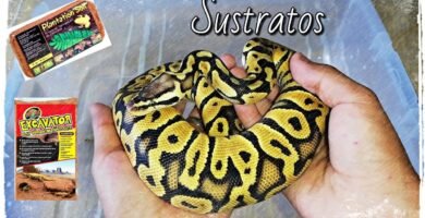 Qué tipo de sustrato es mejor para casas de reptiles con materiales ecológicos