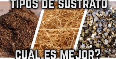 Qué tipo de sustrato es mejor para casas de reptiles en interiores