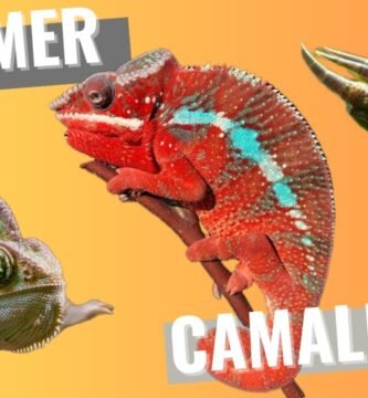 Qué tipo de sustrato es mejor para casas de reptiles para camaleones