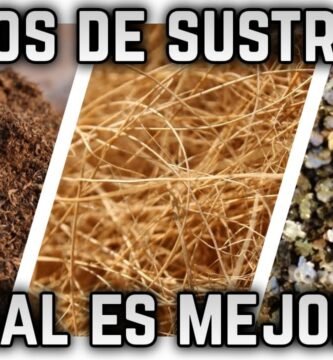 Qué tipo de sustrato es mejor para casas de reptiles para departamentos