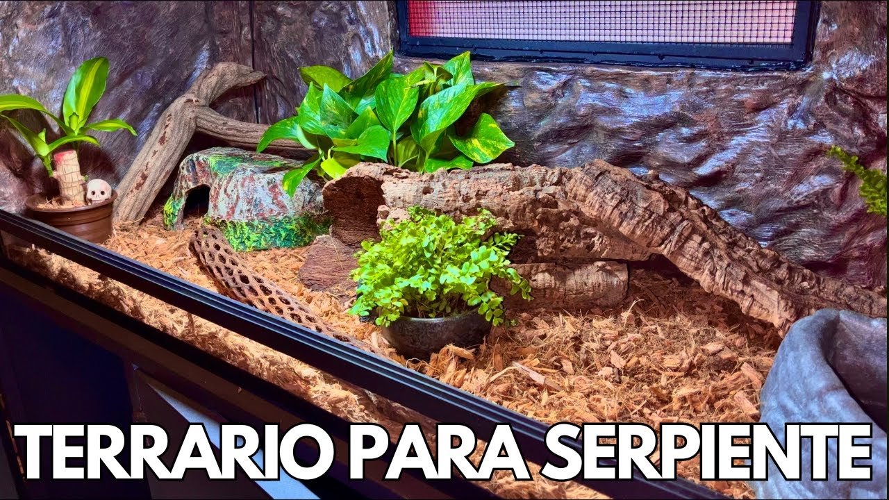 Qué tipo de sustrato es mejor para casas de reptiles para serpientes