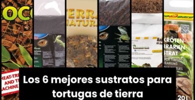 Qué tipo de sustrato es mejor para casas de reptiles para tortugas