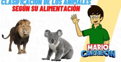 Tiempo de vida de los reptiles domésticos según su especie con dieta balanceada