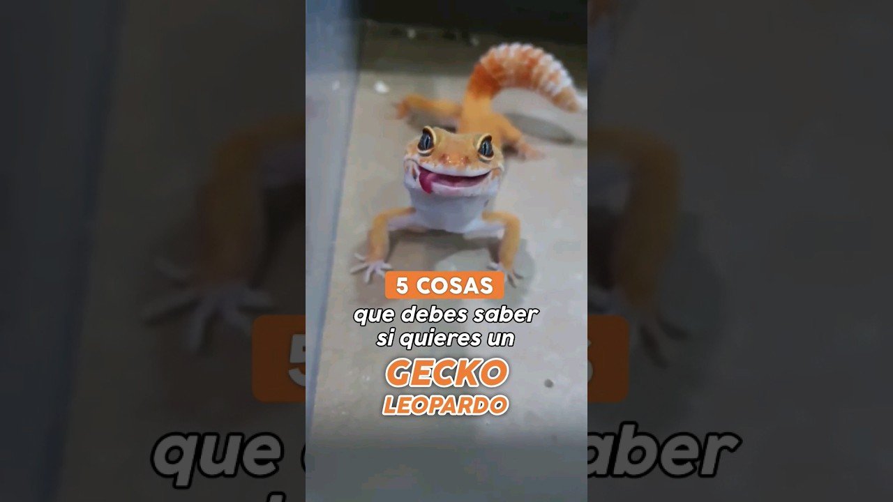 Tiempo de vida de los reptiles domésticos según su especie con iluminación artificial