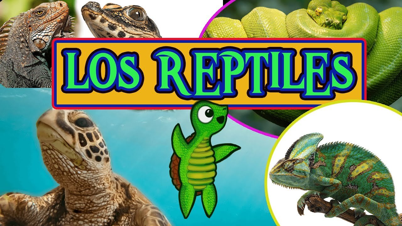 Tiempo de vida de los reptiles domésticos según su especie explicados por expertos