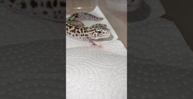 ¿Es normal que los reptiles se queden quietos mucho tiempo? en época de muda