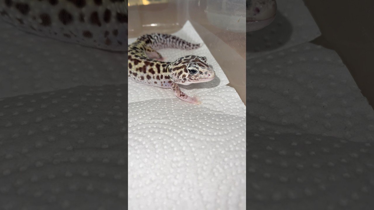 ¿Es normal que los reptiles se queden quietos mucho tiempo? en época de muda