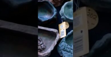 Accesorios que no pueden faltar en casas de reptiles con bajo presupuesto