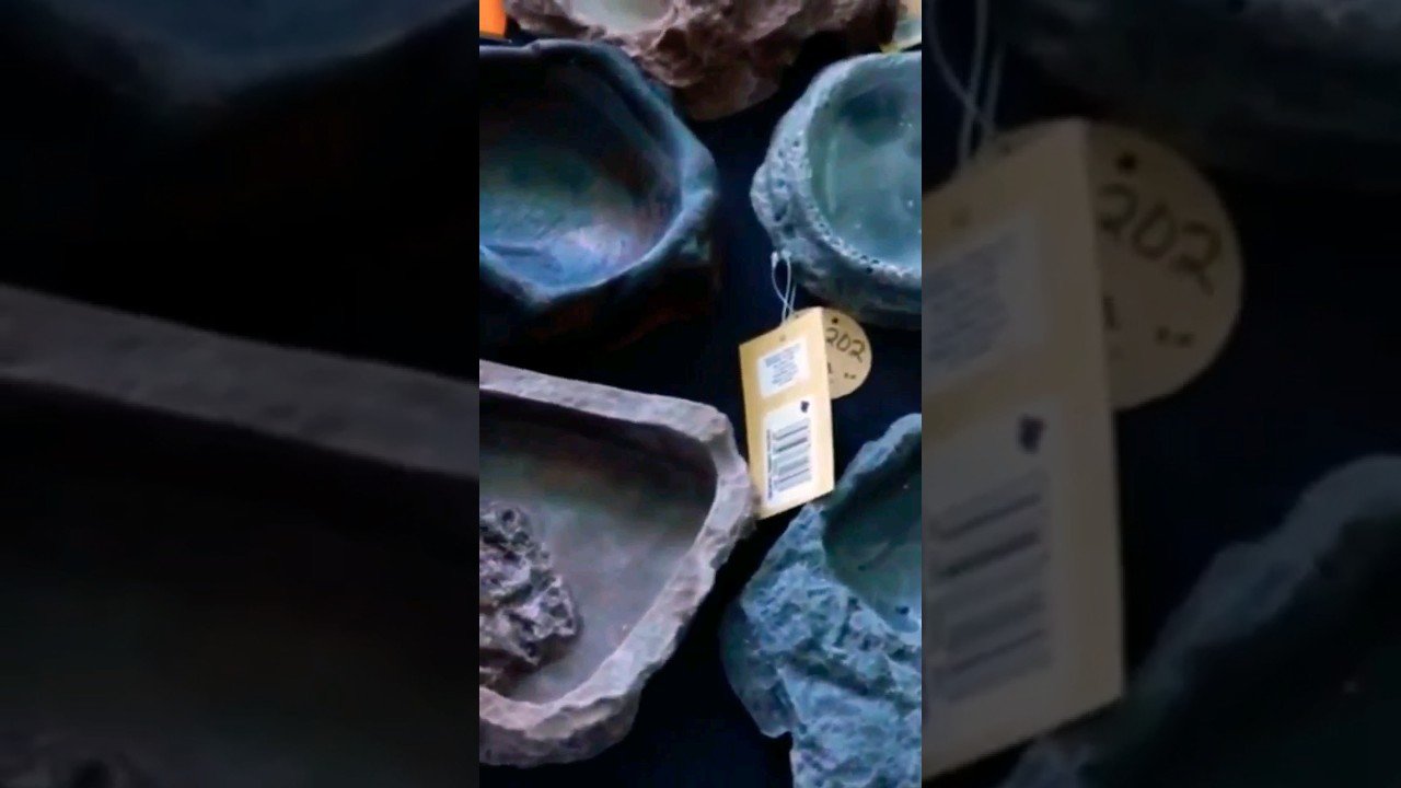 Accesorios que no pueden faltar en casas de reptiles con bajo presupuesto