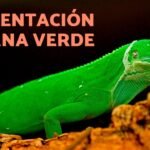 Cómo alimentar a un reptil bebé correctamente con alimentos naturales