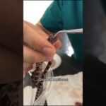 Cómo alimentar a un reptil bebé correctamente en verano