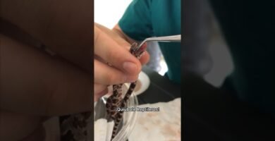 Cómo alimentar a un reptil bebé correctamente para reptiles de gran tamaño