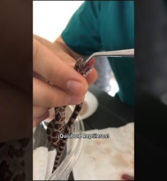 Cómo alimentar a un reptil bebé correctamente sin errores