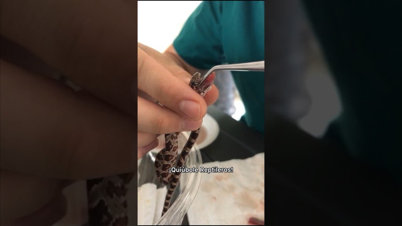 Cómo alimentar a un reptil bebé correctamente sin necesidad de suplementos