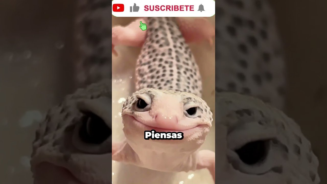 Cómo decorar la casa de un reptil sin riesgos sin riesgos de escapes