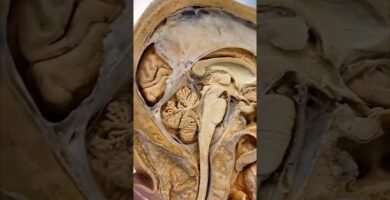 Cómo influye la iluminación en el comportamiento reptiliano en espacios pequeños